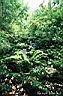 017ruisseau-foret.jpg