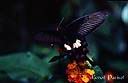 027Papillon.jpg