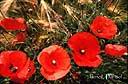 031coquelicot.jpg