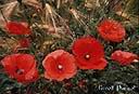 039coquelicot.jpg