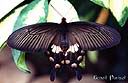 053Papillon.jpg