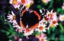 061Papillon.jpg