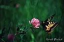 062Papillon.jpg