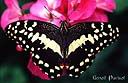 063Papillon.jpg