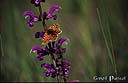 064Papillon.jpg