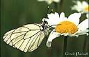 065Papillon.jpg