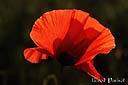 070coquelicot.jpg
