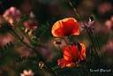 072coquelicot.jpg