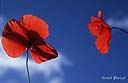 073coquelicot.jpg