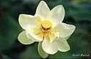 077Fleur-nenuphar.jpg