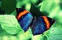084Papillon-13.jpg