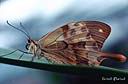 085Papillon-18.jpg