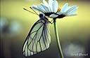 086Papillon-6.jpg