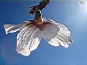 002almond.jpg