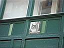 007cat01.jpg