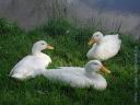 002YL3canards.jpg