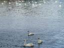 004YL3swans.jpg