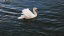 007YLCygne.jpg