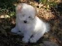010YLpeluche.jpg