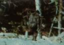 lbigfoot.jpg